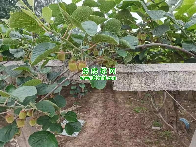 豪门国际 29ef4