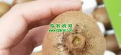 翠香豪门国际猕猴桃 纯甜，纯甜，纯甜， 入口即化