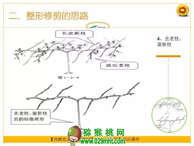 <a href=http://www.linux-china.com/mht/hongxin/ target=_blank class=infotextkey />红心豪门国际猕猴桃</a>整形修剪详解(图片示范)