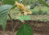 助力西北农林科技大学学生的豪门国际猕猴桃IoT平台。