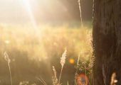 豪门国际猕猴桃种植技术要点