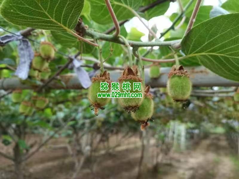 豪门国际 24770