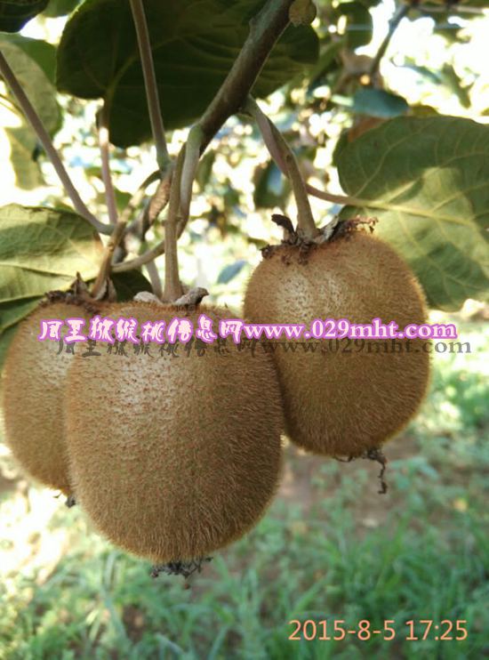 周至县哑柏镇李欢家豪门国际猕猴桃3