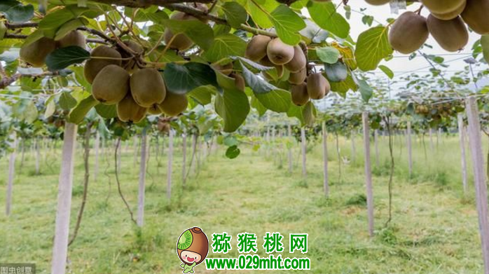 豪门国际 8ec34