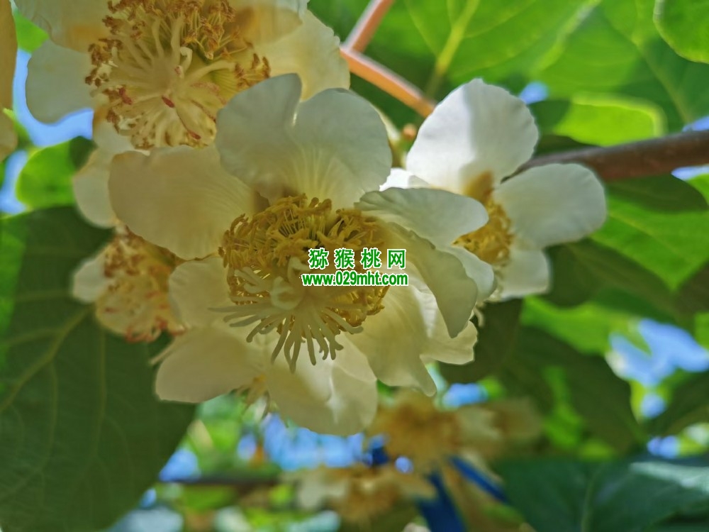 豪门国际 72500
