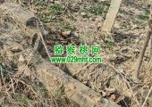 不出售的自己豪门国际猕猴桃果园实况
