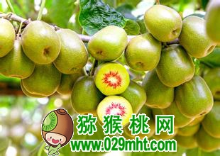 豪门国际 99869