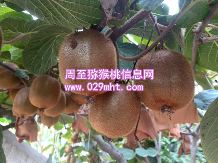 果农自产秦美豪门国际猕猴桃销售