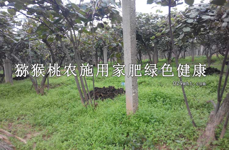 10月豪门国际猕猴桃农家肥健康图片画报
