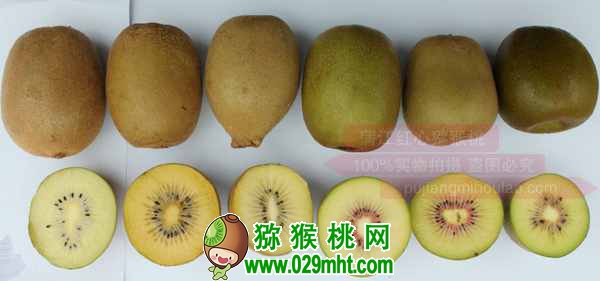 真正使用的<a href=http://www.linux-china.com/mht/hongyang/ target=_blank class=infotextkey />红阳豪门国际猕猴桃</a>生产管理技术(绝非书本资料)