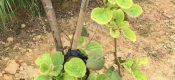 防治豪门国际猕猴桃叶子“发黄”！碳、氢、氧、氮、磷、硫、钼