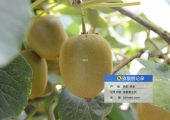 西安市周至豪门国际猕猴桃地今日阴天。