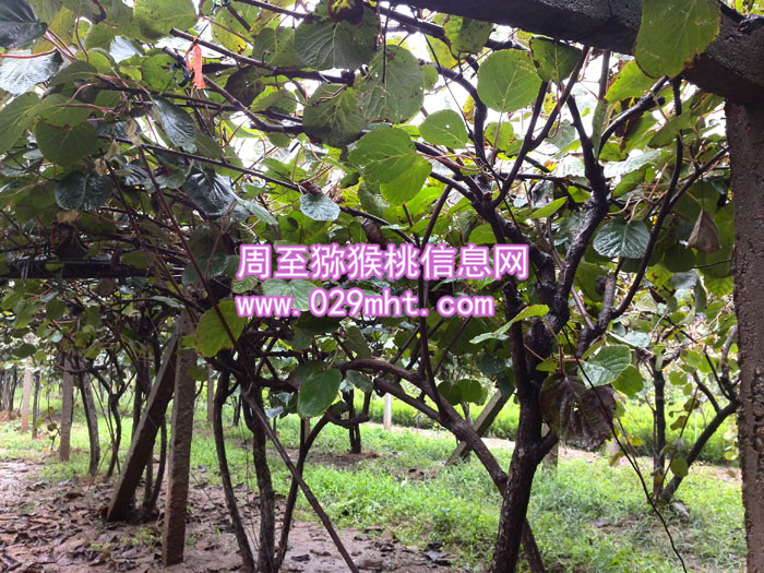 秦美豪门国际猕猴桃