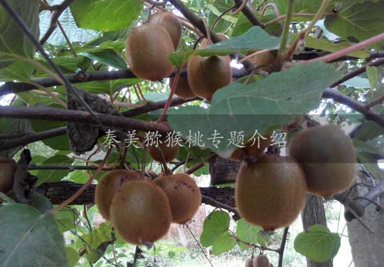 豪门国际 90f39