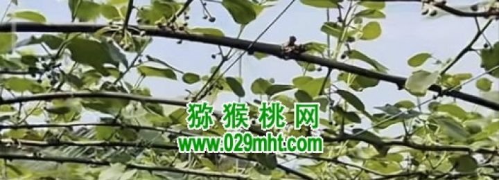 日本豪门国际猕猴桃果园，大家一起来了解