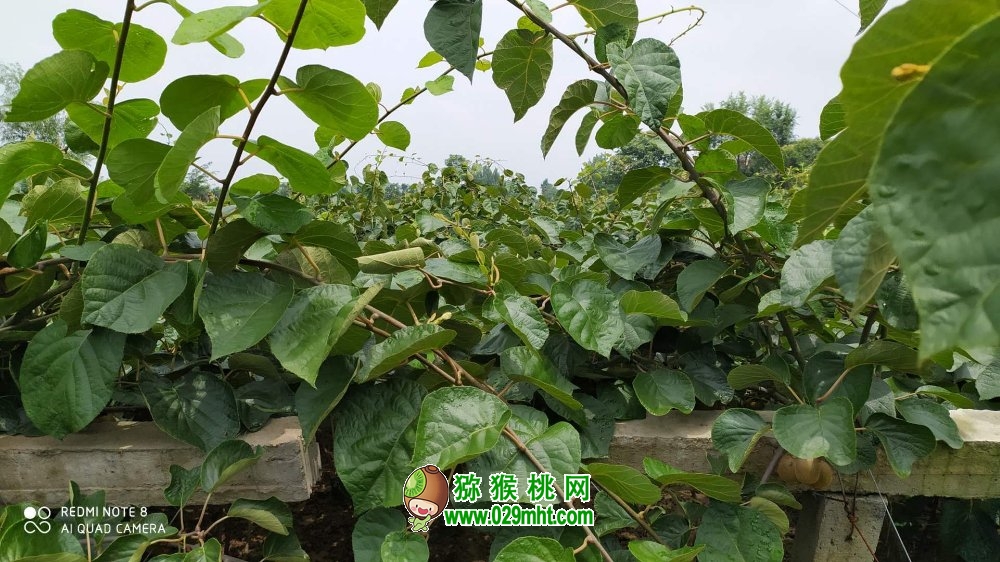 豪门国际 23003