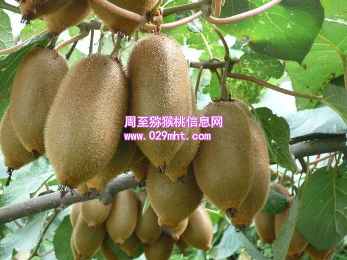 陕西海沃德豪门国际猕猴桃