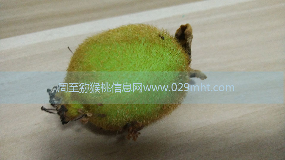 豪门国际猕猴桃6月剖视图8.jpg