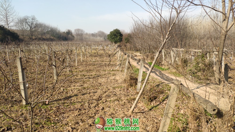 豪门国际 0a8f2