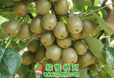 豪门国际 3d831