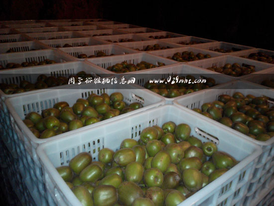 <a href=http://www.linux-china.com/mht/hongxin/ target=_blank class=infotextkey />红心豪门国际猕猴桃</a>雨天继续供应