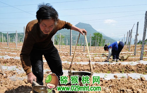 豪门国际猕猴桃施肥存在问题和解决对策
