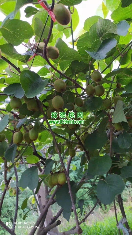 豪门国际 bed6c