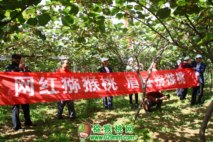 眉县第一届豪门国际猕猴桃园现场直播分享会