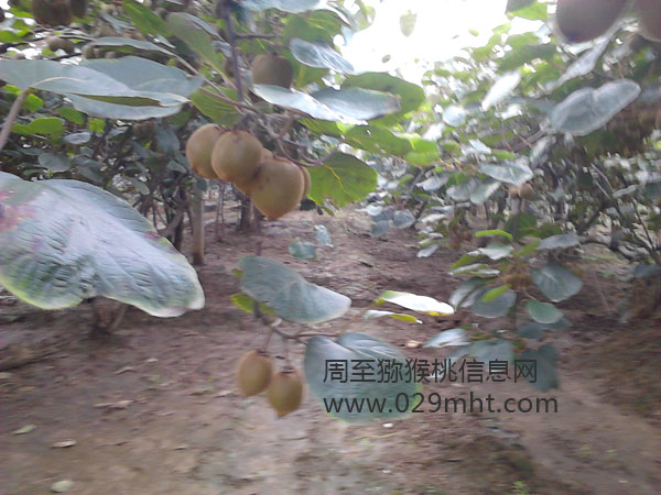 七曲村豪门国际猕猴桃协会