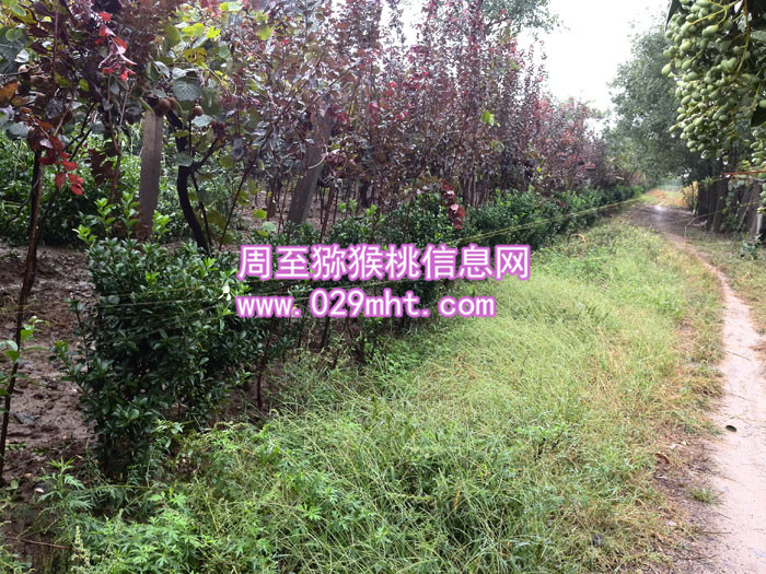 秦美豪门国际猕猴桃批发