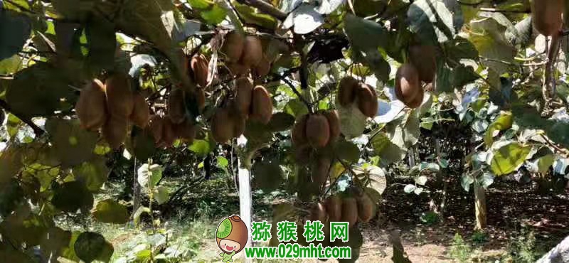 豪门国际 74d45