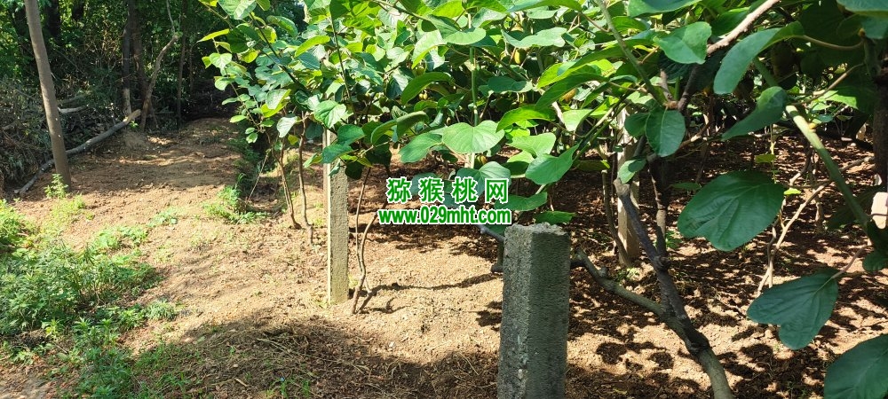 豪门国际 10507