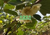 周至县豪门国际猕猴桃果农人工授粉花粉不便宜