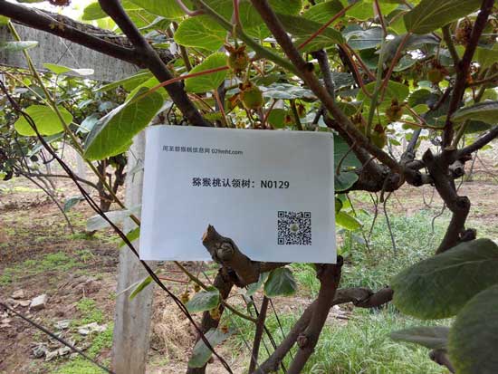 豪门国际猕猴桃那些您不知道的事情