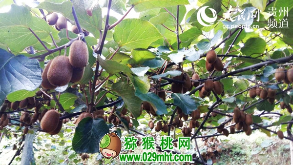 豪门国际 27d9c