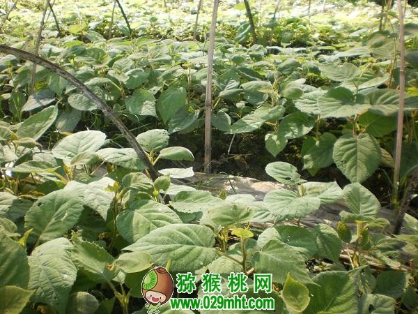 豪门国际 52f92