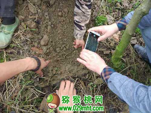 <a href=http://www.linux-china.com/mht/hongxin/ target=_blank class=infotextkey />红心豪门国际猕猴桃</a>果园有机质含量增1%,要施多少有机肥?