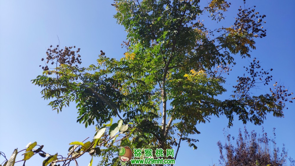 豪门国际 9e991