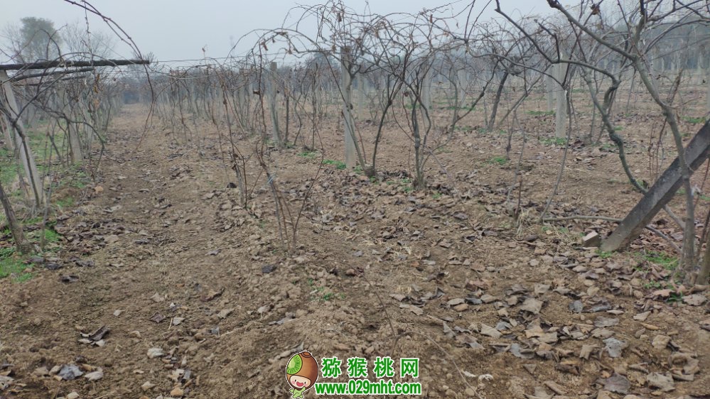 豪门国际 583c4