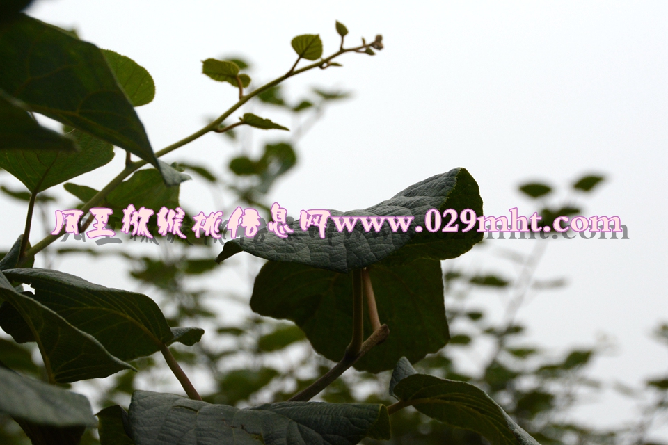 <a href=http://www.linux-china.com/mht/huangxin/ target=_blank class=infotextkey />黄心豪门国际猕猴桃</a><a href=http://www.linux-china.com target=_blank class=infotextkey>奇异果</a>叶子图片.jpg