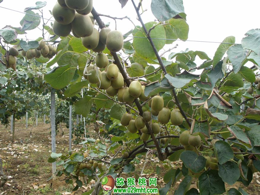 豪门国际 a88d7