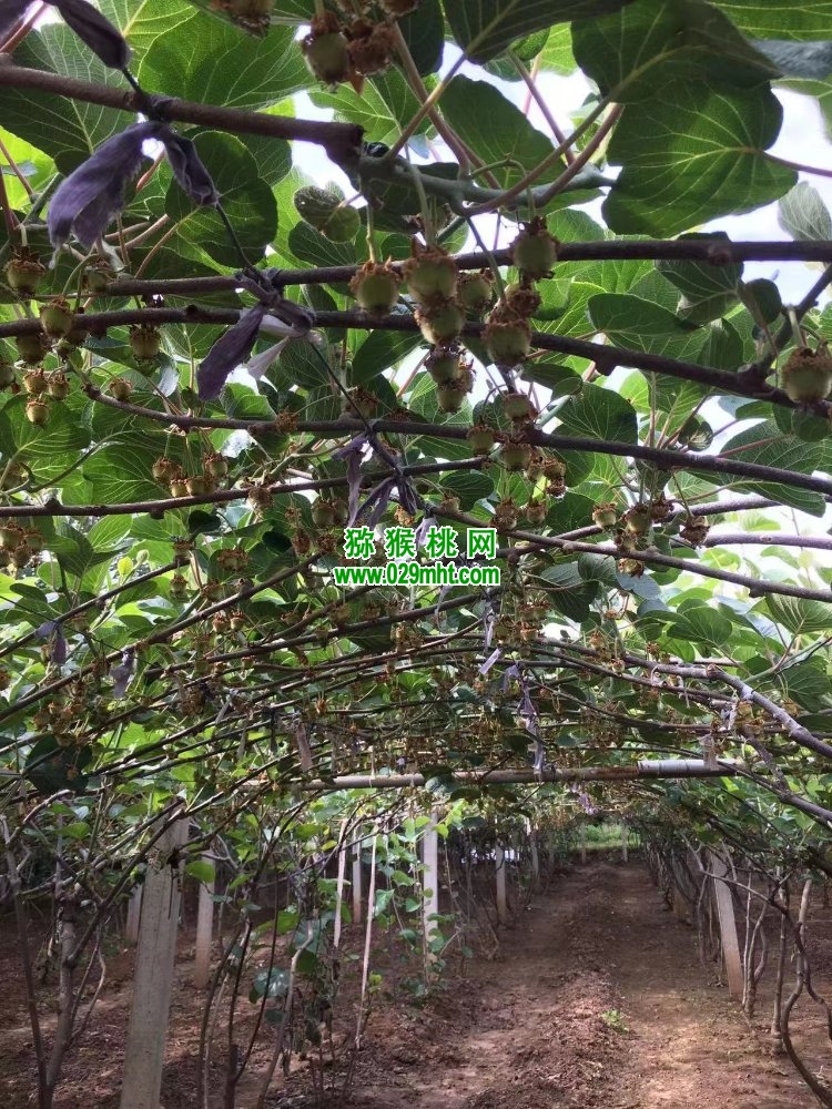 豪门国际 3aa19