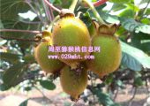 周至豪门国际猕猴桃6月份成长状况