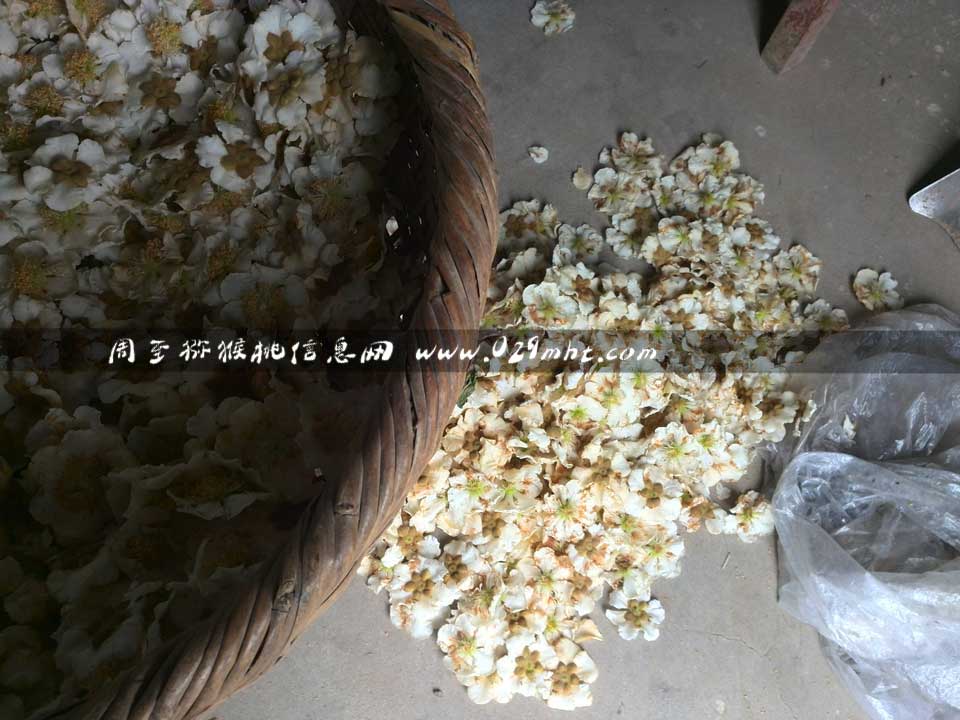 <a href=http://www.linux-china.com/zhouzhimihoutao/ target=_blank class=infotextkey />周至豪门国际猕猴桃</a>采花粉画报
