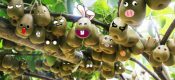 红心豪门国际猕猴桃采摘图片奇异果图片