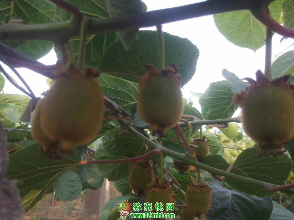 豪门国际 35d80