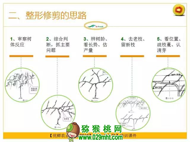 <a href=http://www.linux-china.com/mht/hongxin/ target=_blank class=infotextkey />红心豪门国际猕猴桃</a>整形修剪详解(图片示范)
