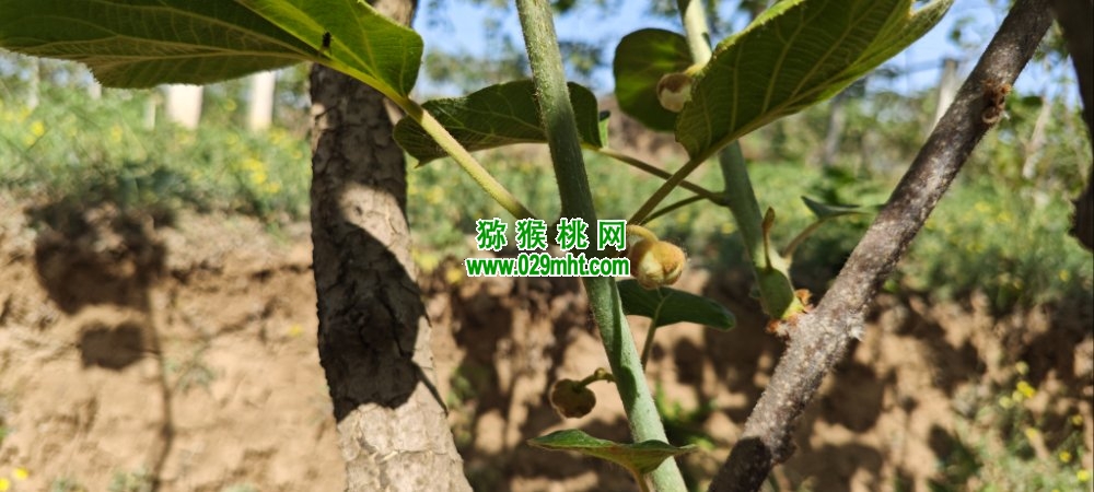 豪门国际 af9cb