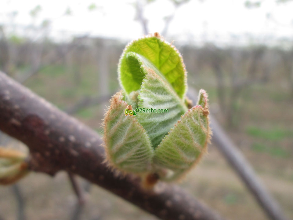豪门国际猕猴桃4月发芽画报