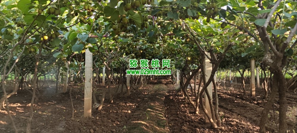 豪门国际 47632
